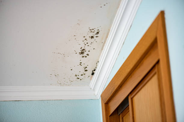 Best Residential Mold Removal  in Indian Lake, MO