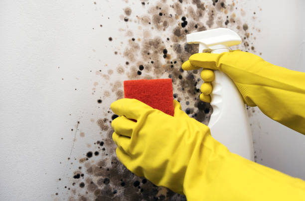 Best Attic Mold Removal  in Indian Lake, MO