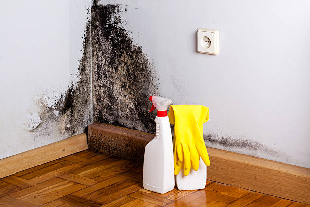 Best Attic Mold Removal  in Indian Lake, MO
