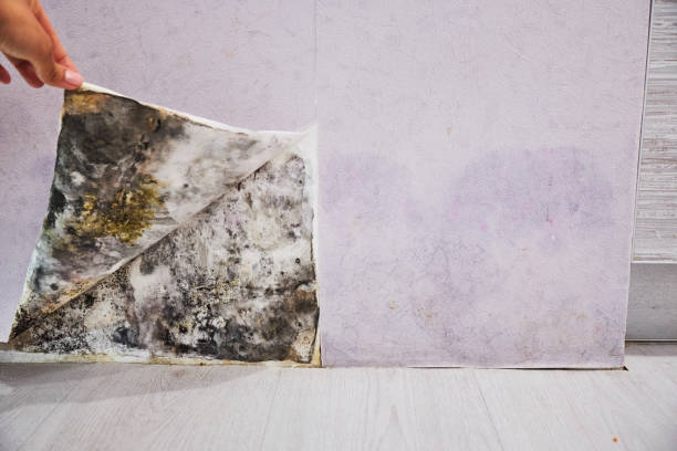 Best Certified Mold Removal  in Indian Lake, MO